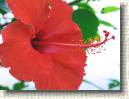 Hibiscus 2 * 648 x 486 * (68KB)